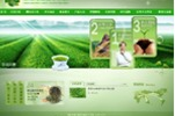 澄邁萬昌苦丁茶場